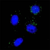 Fluorescent image of U251 cells stained with BECN1 antibody at 1:100. Immunoreactivity is localized to autophagic vacuoles in the cytoplasm.
