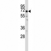 Oct-2 antibody western blot analysis in ZR-75-1 lysate. Predicted molecular weight: isoforms 1-5 range in size from 43~62kDa.