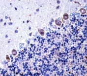 Csf1r antibody immunohistochemistry analysis in formalin fixed and paraffin embedded mouse cerebellum tissue.