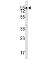 ABP1 antibody western blot analysis in human K562 lysate. Predicted molecular weight ~85 kDa.