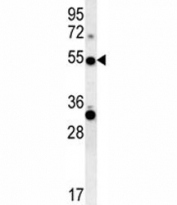 TRAF3 antibody western blot analysis in mouse NIH3T3 lysate