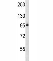 Integrin beta 5 antibody western blot analysis in NCI-H460 lysate.~