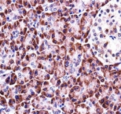 NLRP12 antibody immunohistochemistry analysis in formalin fixed and paraffin embedded human pancreas tissue.