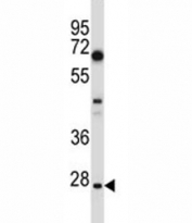 HES1 antibody western blot analysis in U251 lysate. Predicted molecular weight: 30-35 kDa.