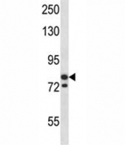 MCM3 antibody western blot analysis in SK-BR-3 lysate.