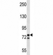 PCSK7 antibody western blot analysis in K562 lysate.