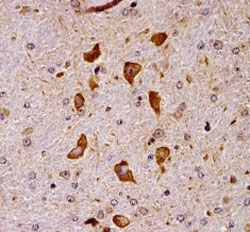 Pak7 antibody immunohistochemistry analysis in formalin fixed and paraffin embedded mouse brain tissue.