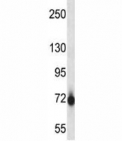 Pak7 antibody western blot analysis in K562 lysate.