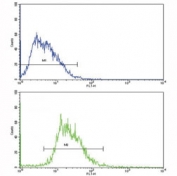 Flow cytometric analysis of HepG2 cells using SOX-9 antibody (bottom histogram) compared to a negative control (top histogram). FITC-conjugated goat-anti-rabbit secondary Ab was used for the analysis.