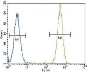 TERT antibody flow cytometric analysis of HeLa cells (green) compared to a negative control (blue). FITC-conjugated goat-anti-rabbit secondary Ab was used for the analysis.