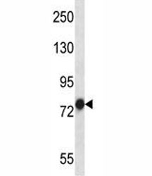 TRAP-1 antibody western blot analysis in NCI-H460 lysate.~