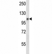Jak1 antibody western blot analysis in mouse NIH3T3 lysate.