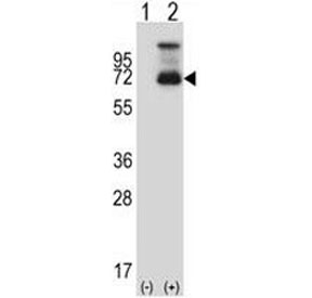 Western blot analysis of HSF1 antibody and 293 cell lysate (2 ug/lane) either nontransfected (Lane 1) or transiently transfected (2) with the HSF1 gene.~