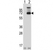 Western blot analysis of HSF1 antibody and 293 cell lysate (2 ug/lane) either nontransfected (Lane 1) or transiently transfected (2) with the HSF1 gene.