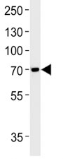 Anti-TAU antibody western blot analysis in SH-SY5Y lysate~