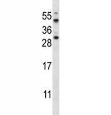 AKT1S1 antibody western blot analysis in HeLa lysate~