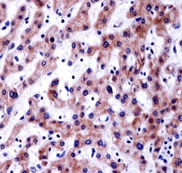 AKT1S1 antibody immunohistochemistry analysis in formalin fixed and paraffin embedded human liver tissue.