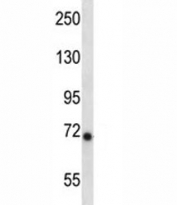 Ikbke antibody western blot analysis in mouse liver tissue lysate.