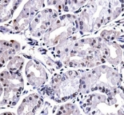 FOXP4 antibody immunohistochemistry analysis in formalin fixed and paraffin embedded human stomach tissue.
