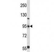 FOXP4 antibody western blot analysis in 293 lysate. Predicted molecular weight: ~73kDa, observed here at ~95kDa.