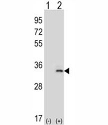 Western blot analysis of IL-33 antibody and 293 cell lysate (2 ug/lane) either nontransfected (Lane 1) or transiently transfected (2) with the IL33 gene.