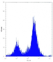 Irak1 antibody flow cytometric analysis of Neuro-2a cells (right histogram) compared to a <a href=../search_result.php?search_txt=n1001>negative control </a>(left histogram). FITC-conjugated donkey-anti-rabbit secondary Ab was used for the analysis.