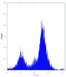 Irak1 antibody flow cytometric analysis of Neuro-2a cells (right histogram) compared to a <a href=../search_result.php?search_txt=n1001>negative control </a>(left histogra