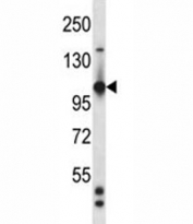 TIE1 antibody western blot analysis in mouse heart tissue lysate.
