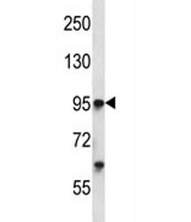 Tie1 antibody western blot analysis in K562 lysate.~