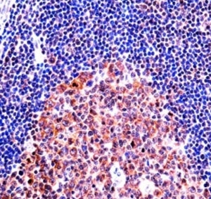 MCM4 antibody immunohistochemistry analysis in formalin fixed and paraffin embedded human tonsil tissue.~
