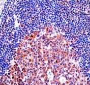 MCM4 antibody immunohistochemistry analysis in formalin fixed and paraffin embedded human tonsil tissue.