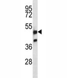 NRF1 antibody western blot analysis in K562 lysate.