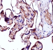 NEDD9 antibody immunohistochemistry analysis in formalin fixed and paraffin embedded human placenta tissue.