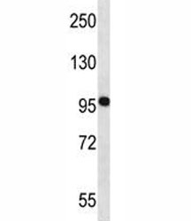 NEDD9 antibody western blot analysis in MCF-7 lysate.~
