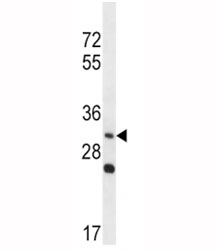 WNT3A antibody western blot analysis in NCI-H292 lysate. Predicted molecular weight 35~44 kDa depending on glycosylation level.~