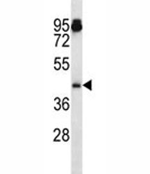 Aurka antibody western blot analysis in mouse NIH3T3 lysate. Predicted molecular weight ~45 kDa.