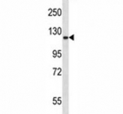 Epha2 antibody western blot analysis in mouse lung tissue lysate. Expected molecular weight: 108~130 kDa.