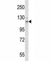 Flt3 antibody western blot analysis in mouse stomach tissue lysate.