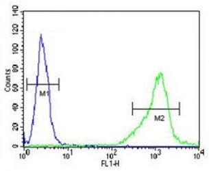ALDH1A1 antibody flow cytometric analysis of NCI-H460 cells (green) compared to a <a href=../search_result.php?search_txt=n1001>negative control</a> (blue). FITC-conjugated goat-anti-rabbit secondary Ab was used for the analysis.