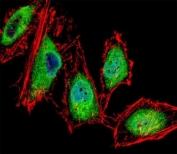 Fluorescent confocal image of HeLa cells stained with RUNX3 antibody. Alexa Fluor 488 secondary was used (green). RUNX3 immunoreactivity is localized to the nucleus and cytoplasm.