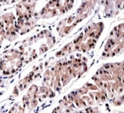 RUNX3 antibody immunohistochemistry analysis in formalin fixed and paraffin embedded human stomach tissue.