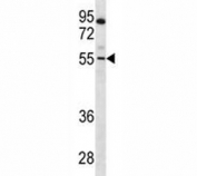 PAX7 antibody western blot analysis in CEM lysate. Expected molecular weight: 55-57 kDa.