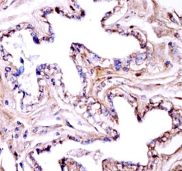 Akt1 antibody immunohistochemistry analysis in formalin fixed and paraffin embedded mouse gallbladder tissue.
