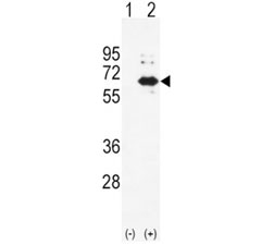 Western blot analysis of Alkaline Phosphatase antibody and 293 cell lysate (2 ug/lane) either nontransfected (Lane 1) or transiently transfected (2) with the ALPL gene.