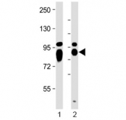 Western blot testing of 1) human HeLa and 2) mouse F9 cell lysate with Alkaline Phosphatase antibody at 1:2000. Predicted molecular weight ~57 kDa, but can be observed at up to ~75 kDa due to glycosylation.
