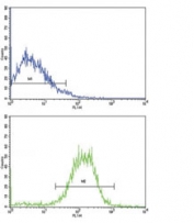 Flow cytometric analysis of NCI-H292 cells using E Cadherin antibody (bottom histogram) compared to a negative control cell (top histogram). FITC-conjugated goat-anti-rabbit secondary Ab was used for the analysis.