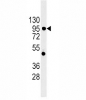 Western blot analysis of E Cadherin antibody and 293 lysate. Expected molecular weight: 135 kDa (precursor), 80-120 kDa (mature, depending on gylcosylation level).