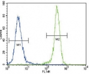 Anti-E Cadherin antibody flow cytometric analysis of 293 cells (right histogram) compared to a negative control cell (left histogram). FITC-conjugated goat-anti-rabbit secondary Ab was used for the analysis.