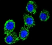 Confocal immunofluorescent analysis of CD55 antibody with HeLa cells followed by Alexa Fluor 488-conjugated goat anti-rabbit lgG (green). DAPI was used as a nuclear counterstain (blue).