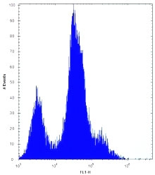 CD55 antibody flow cytometric analysis of HeLa cells (right histogram) compared to a <a href=../search_result.php?search_txt=n1001>negative control</a> (left histogram). FITC-conjugated goat-anti-rabbit secondary Ab was used for the analysis.